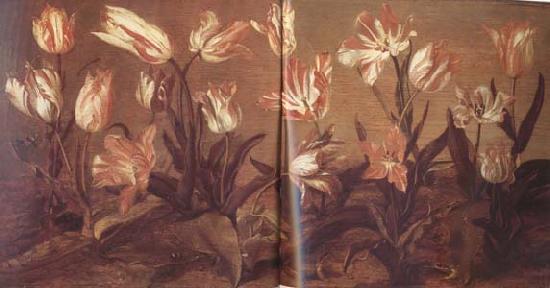 Jacob Gerritsz Cuyp Tulip Field (mk14) France oil painting art